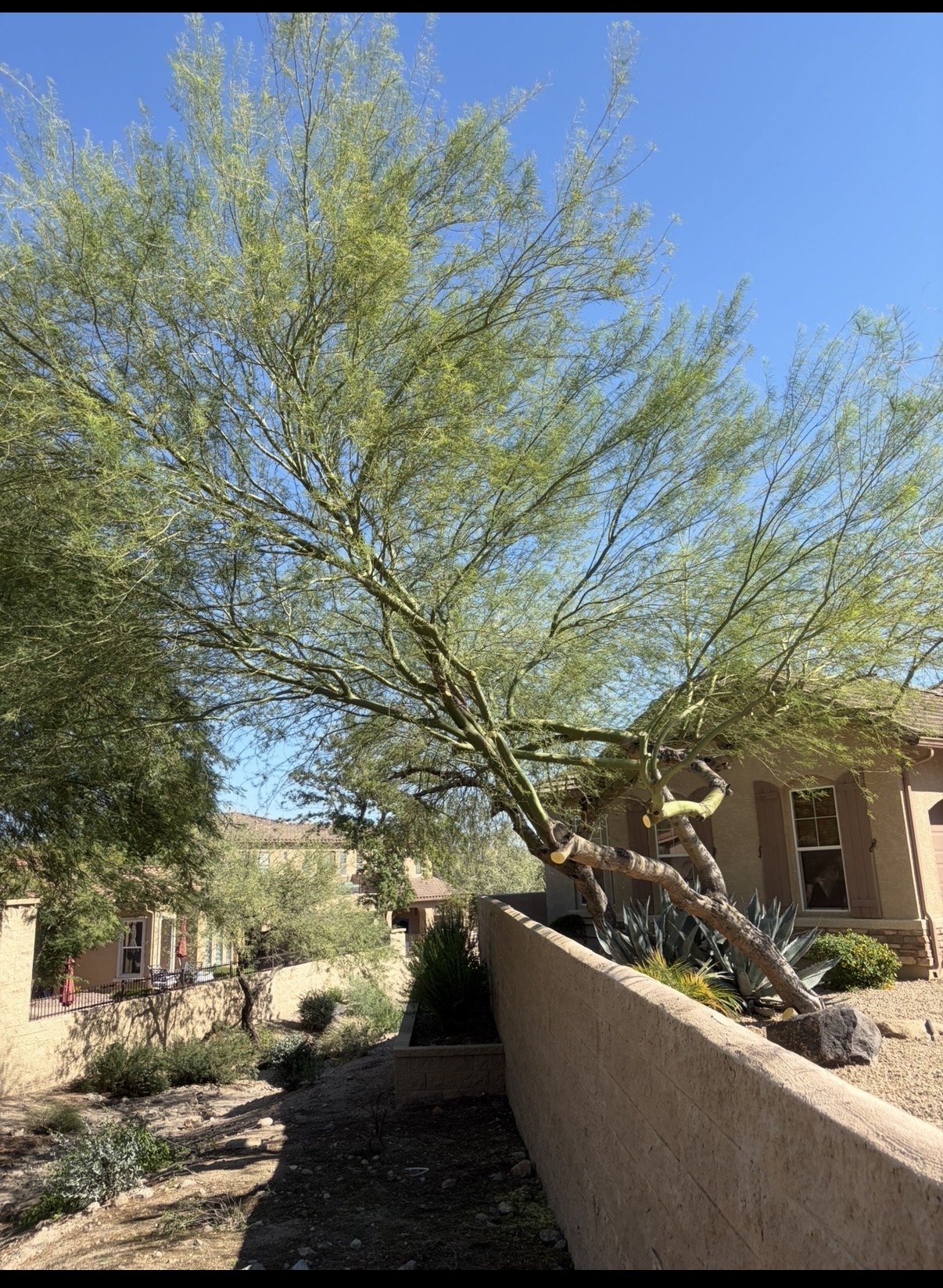 Desert tree after professional care, opened up above a block wall