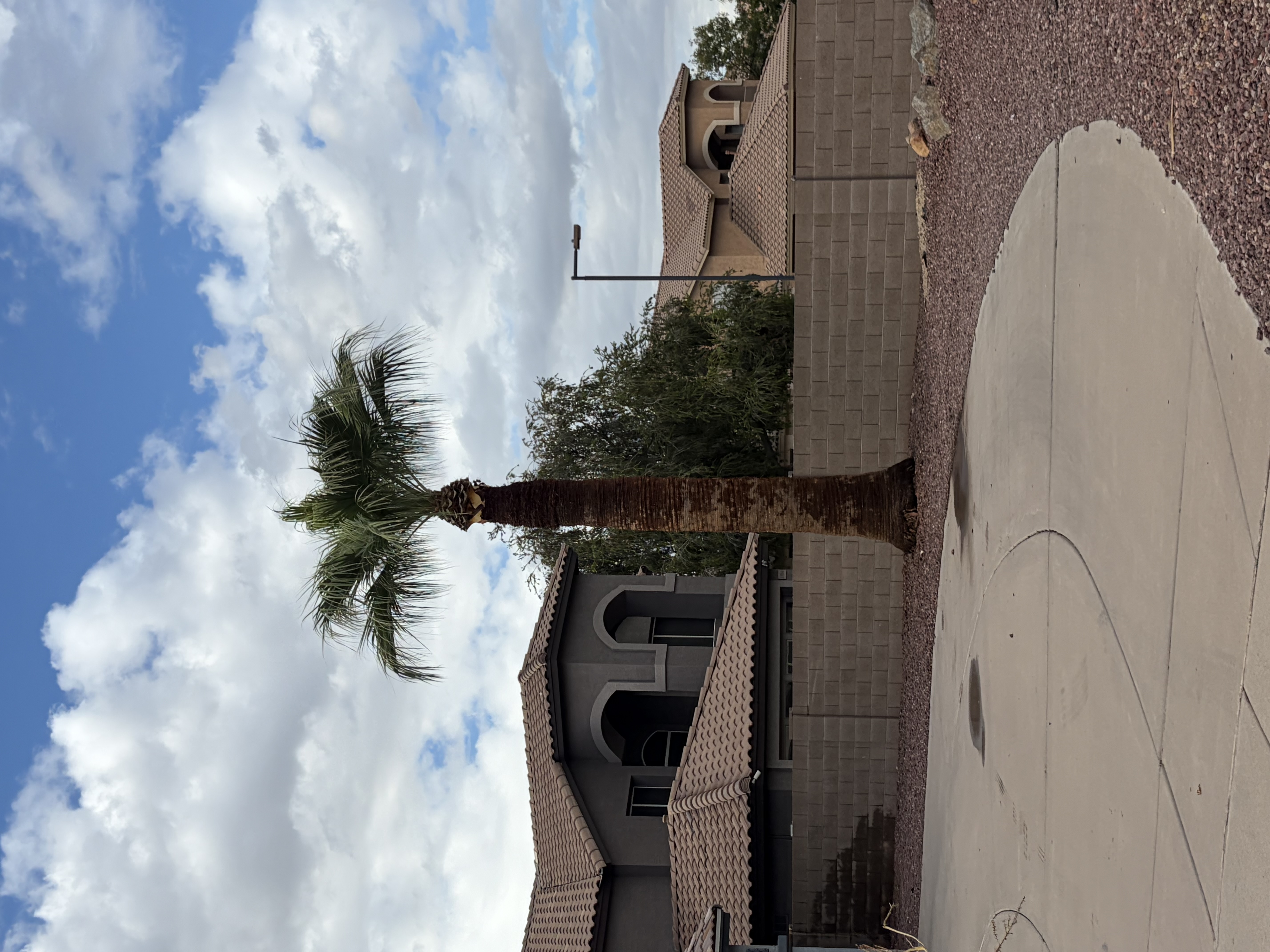 Mexican fan palm after a proper prune and trunk skinning