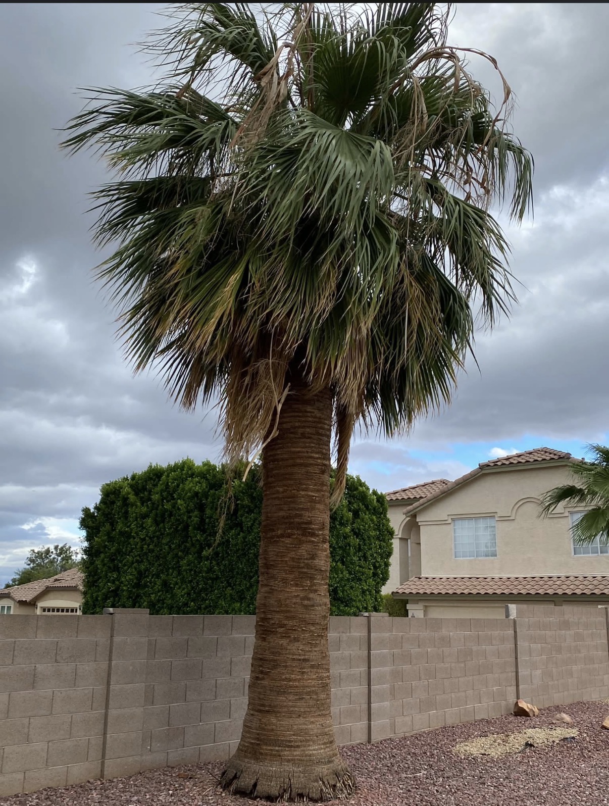 Mexican fan palm with a heavy skirt of dead fronds before pruning
