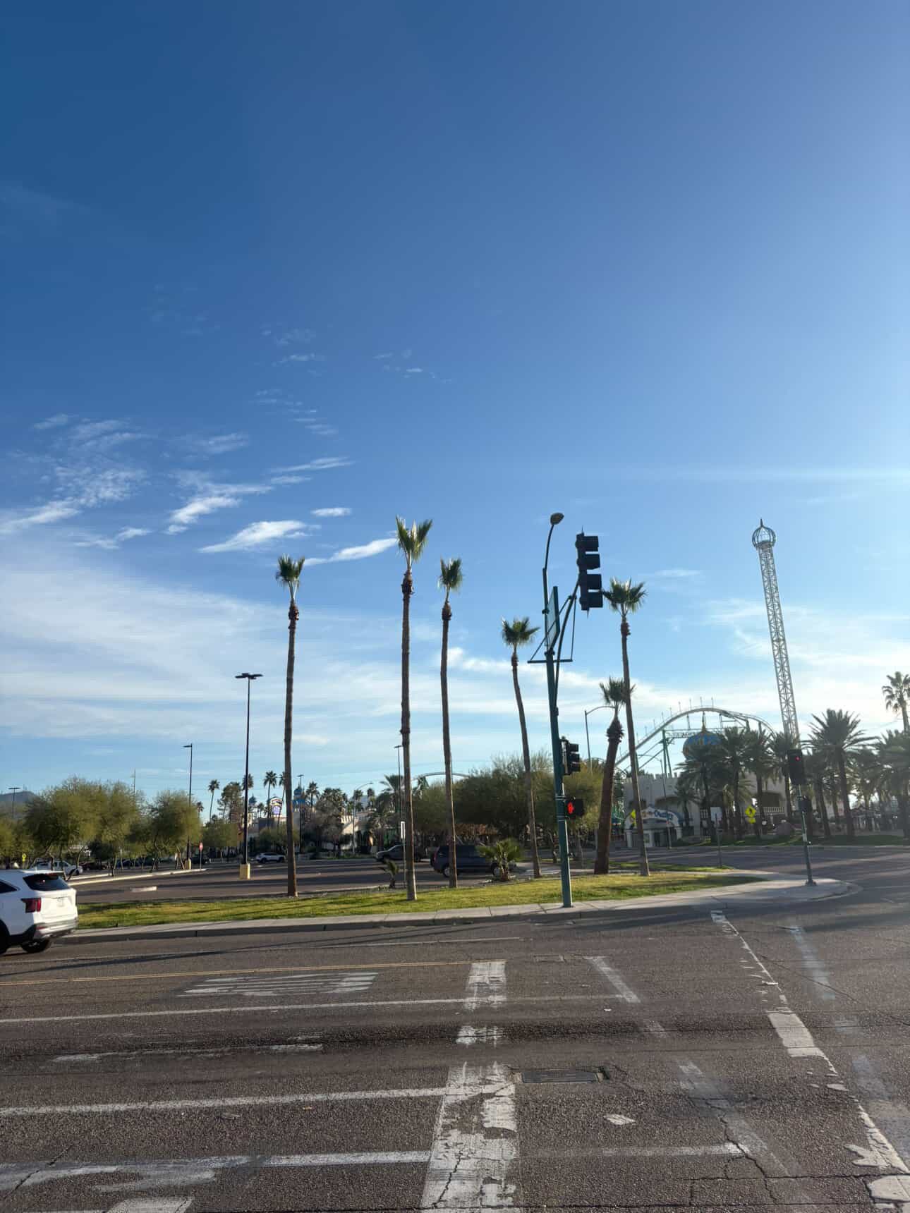 Trimmed palm trees in a commercial landscaping area under Arizona sky
