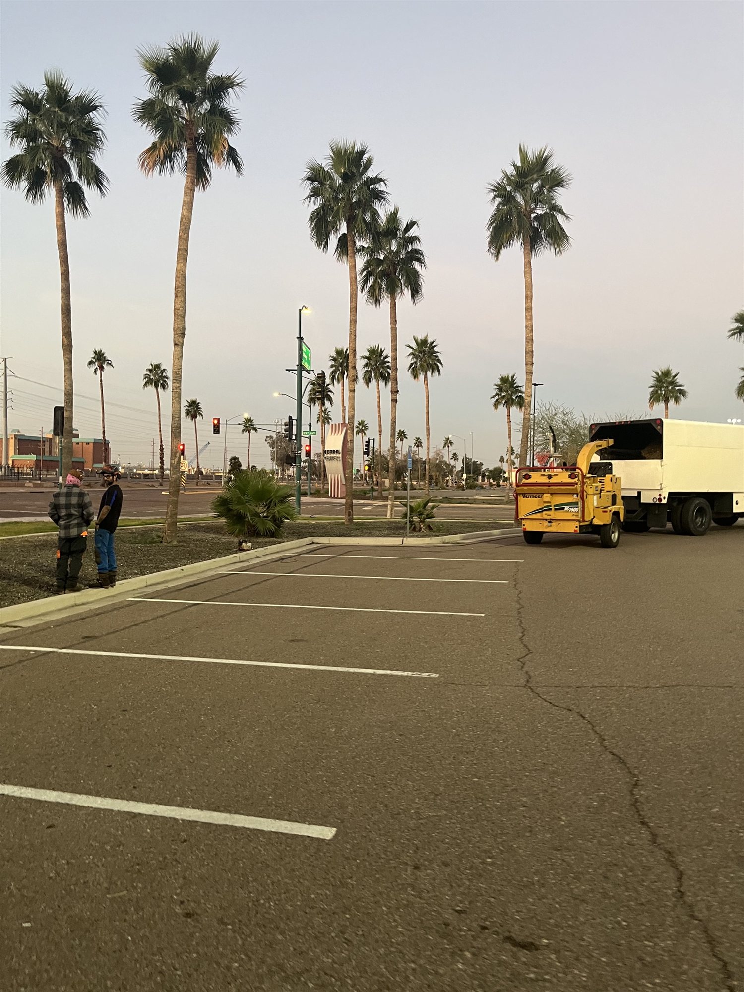 Black Mountain Tree Specialists crew with wood chipper and truck beside tall palm trees