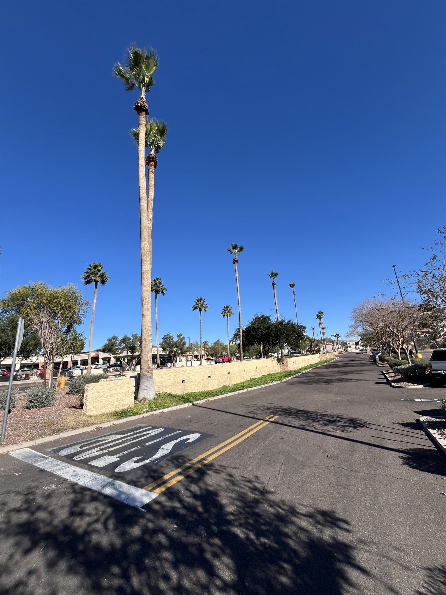 Row of tall palm trees lining a sunny Arizona roadway