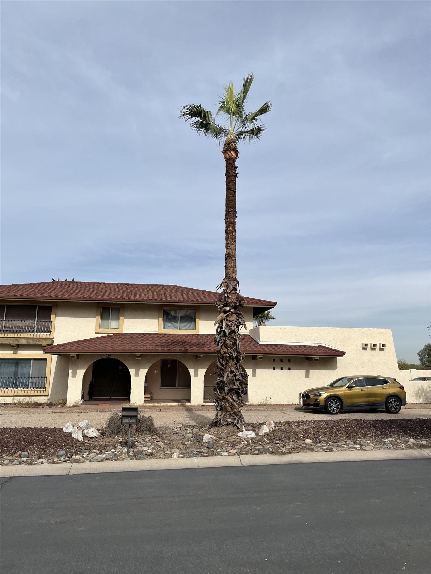Tall residential palm tree after professional trunk cleaning in Arizona