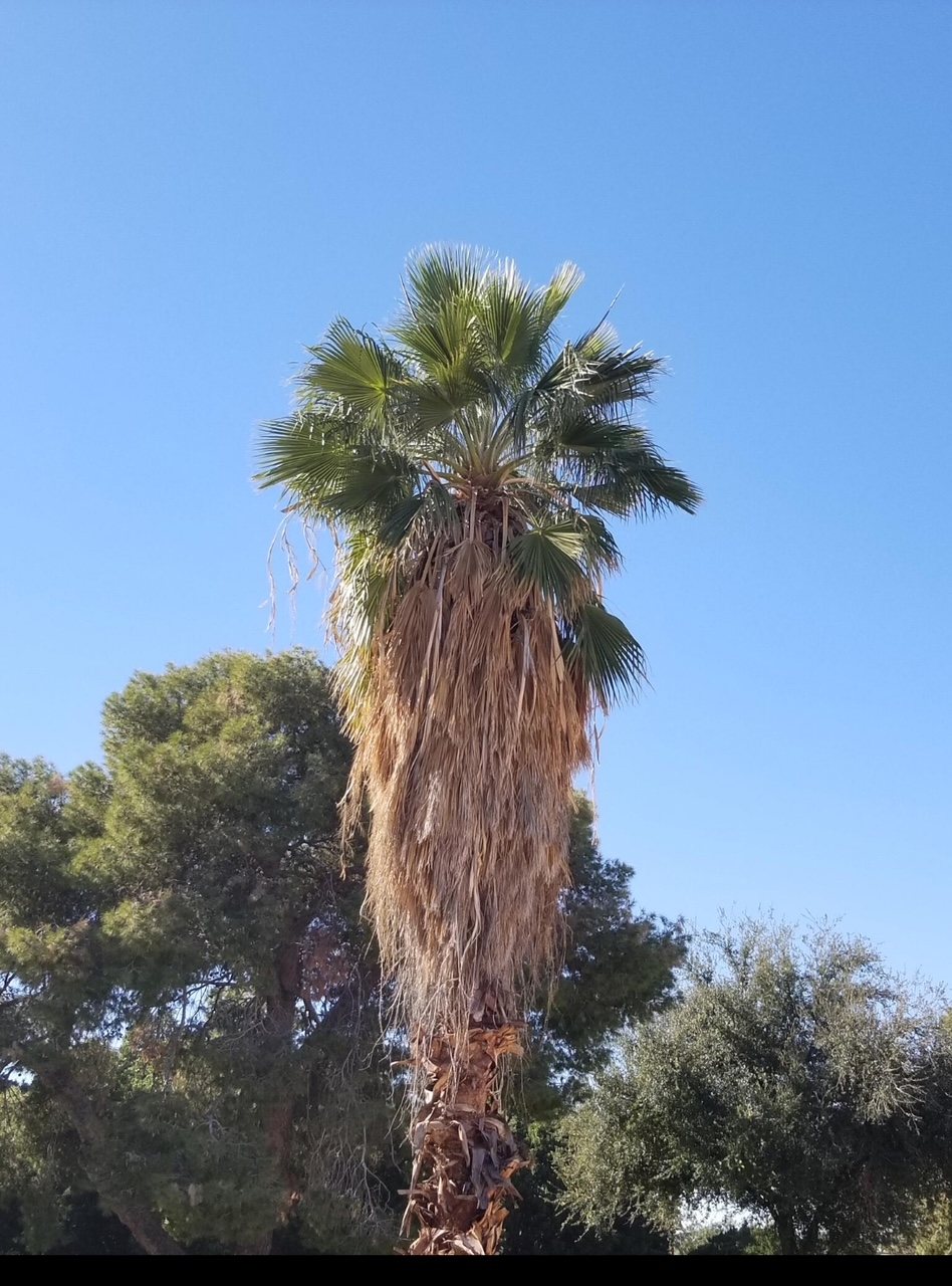 Fan palm with a skirt of dry fronds against a clear blue sky