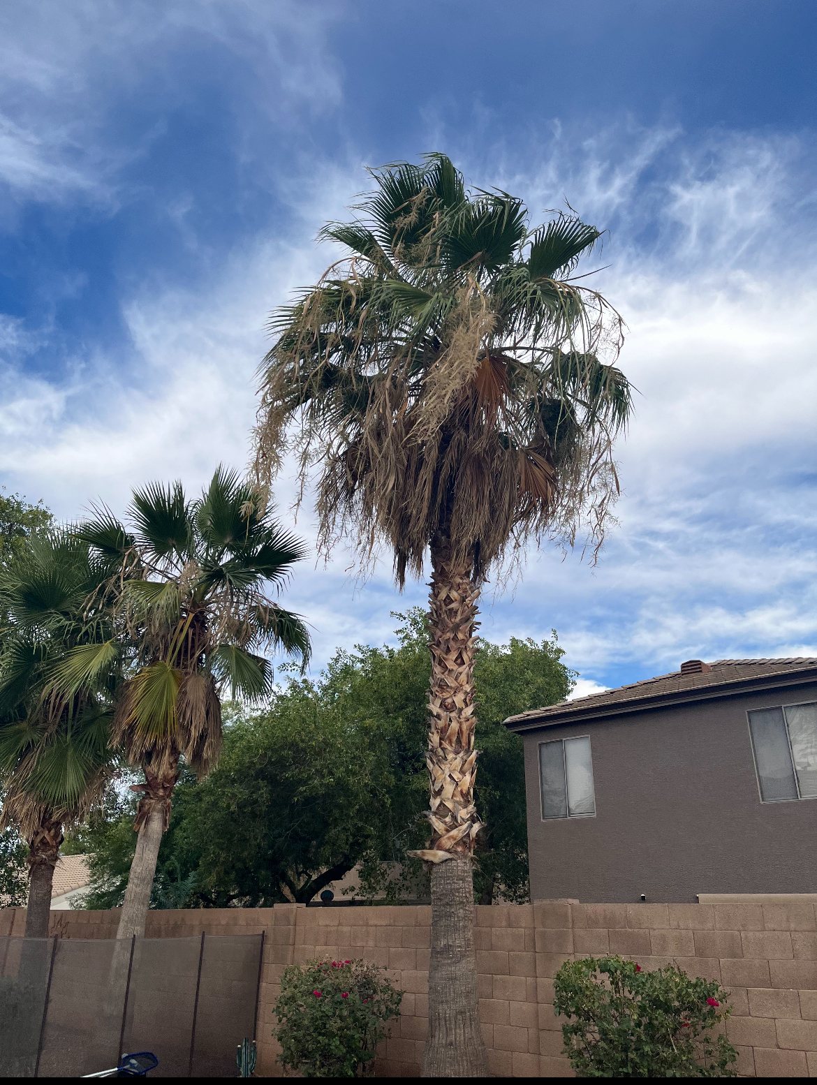 Backyard palm trees with hanging fronds needing professional trimming