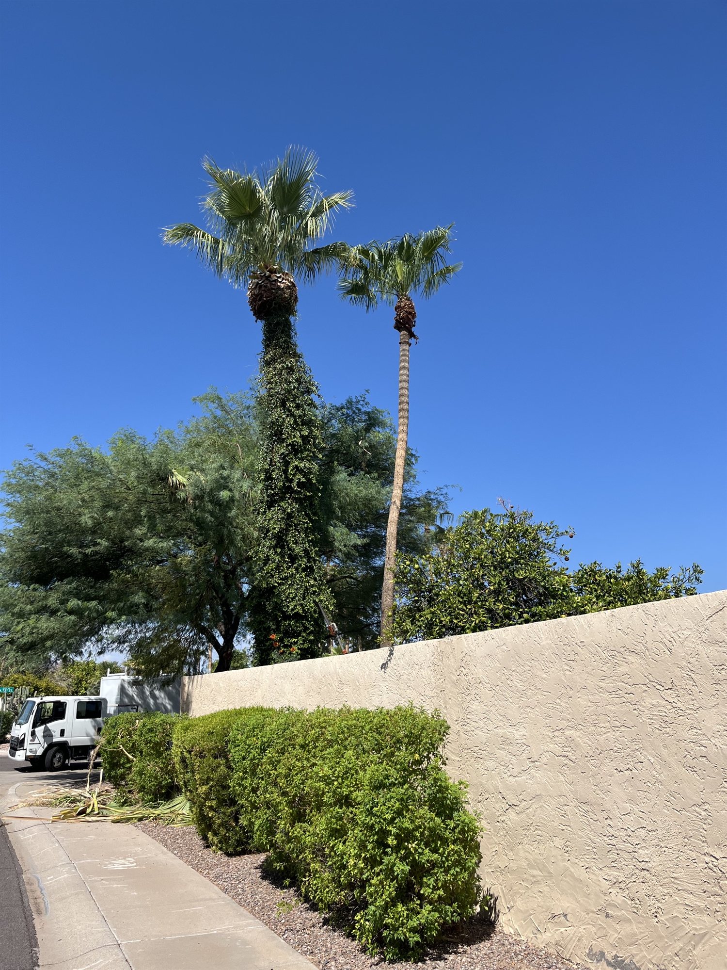 Palm trees and landscape greenery along a residential wall with trimming debris nearby