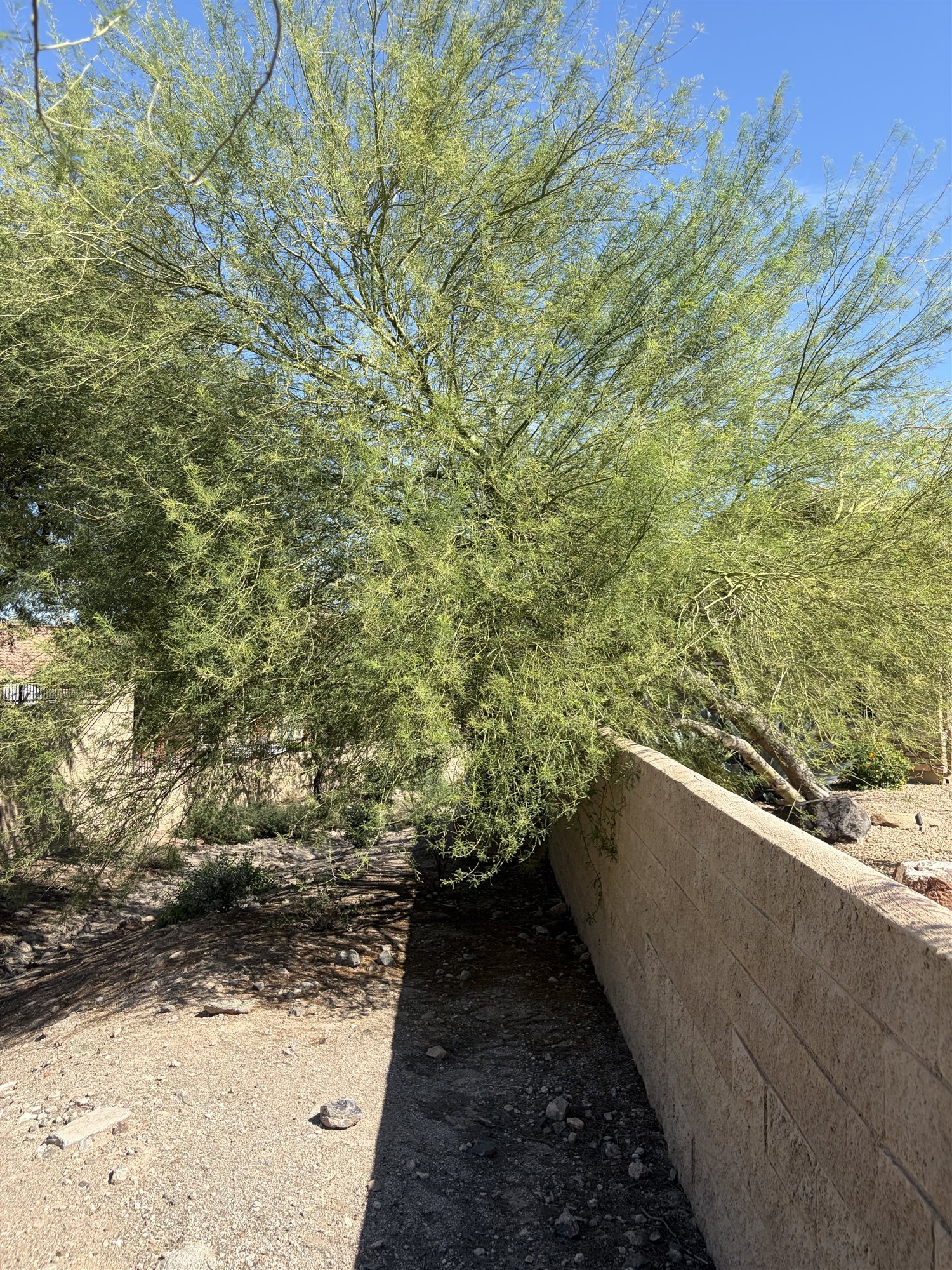 Desert tree leaning over a block wall before professional care