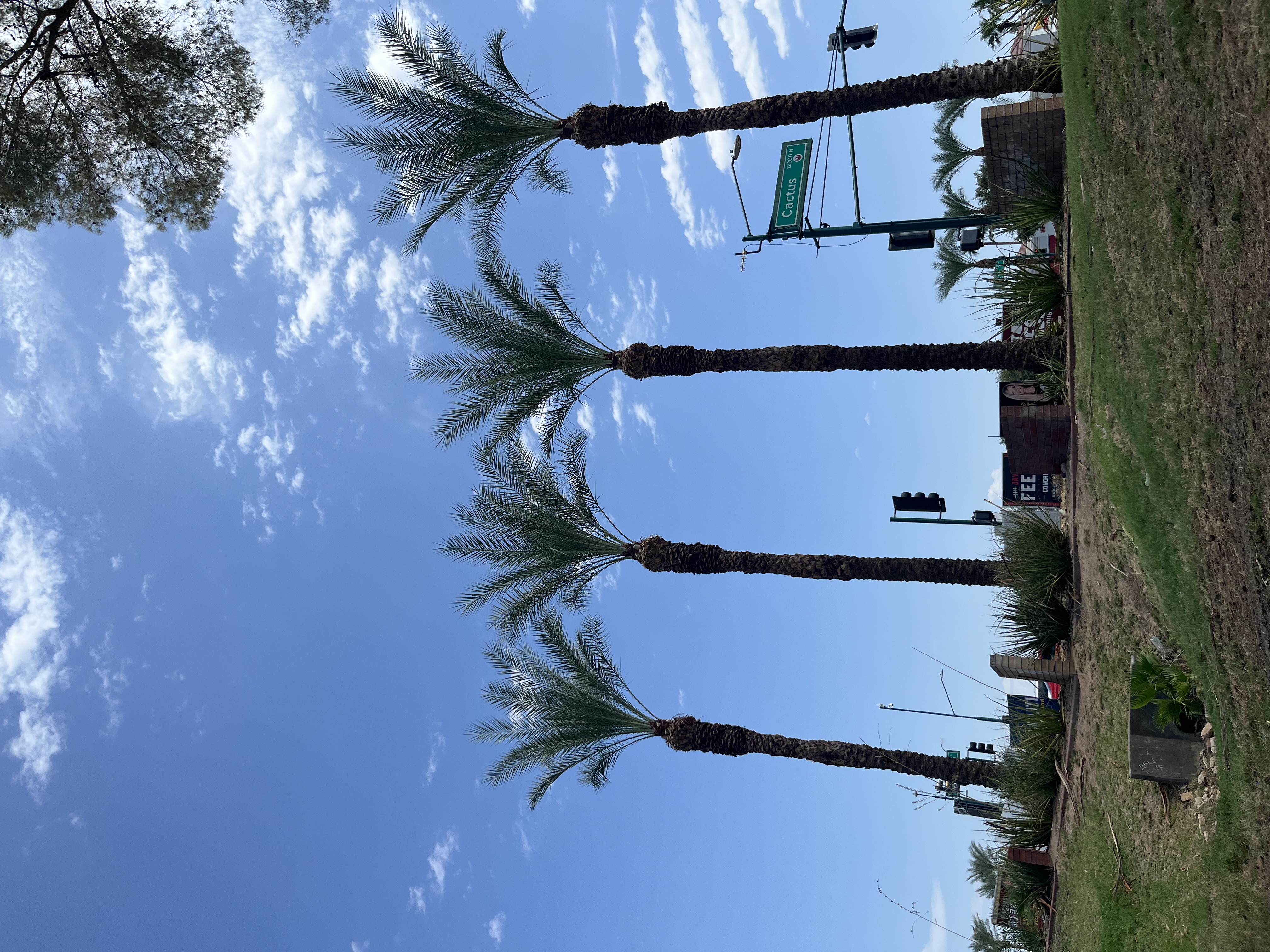 Same row of street palms after pruning, with cleaned trunks and shaped crowns