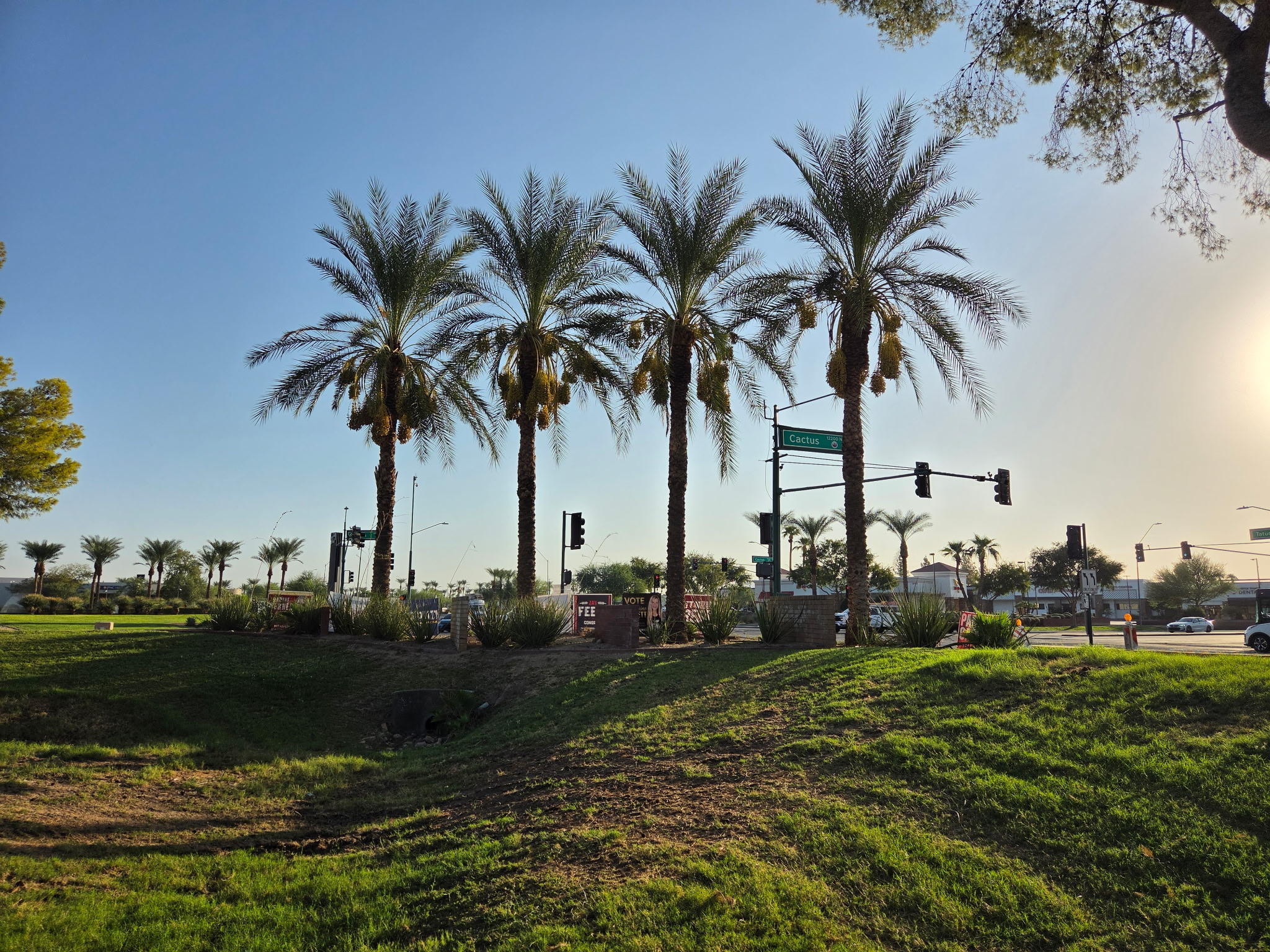 Row of street palms before pruning, with full skirts and hanging fruit